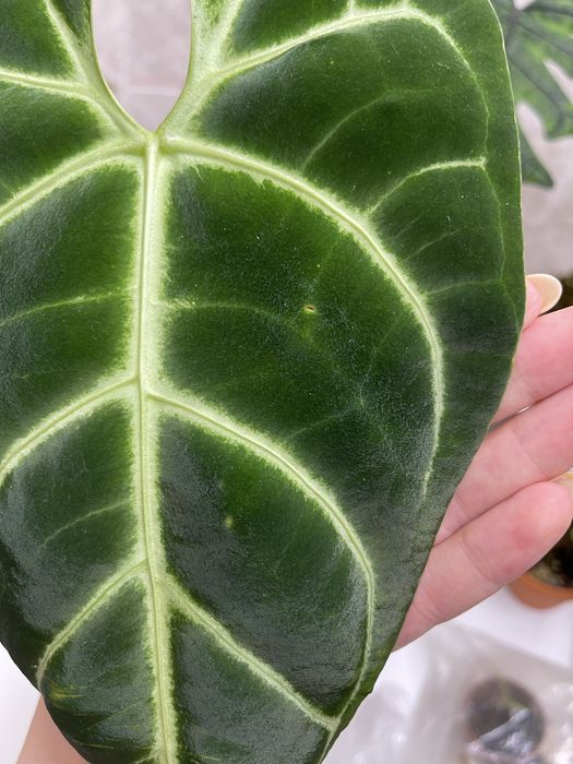 Антуриум регал