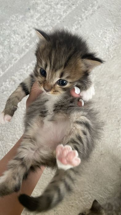 Породистые котята.