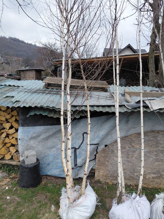 Mesteacan alb bentula multitulpinar