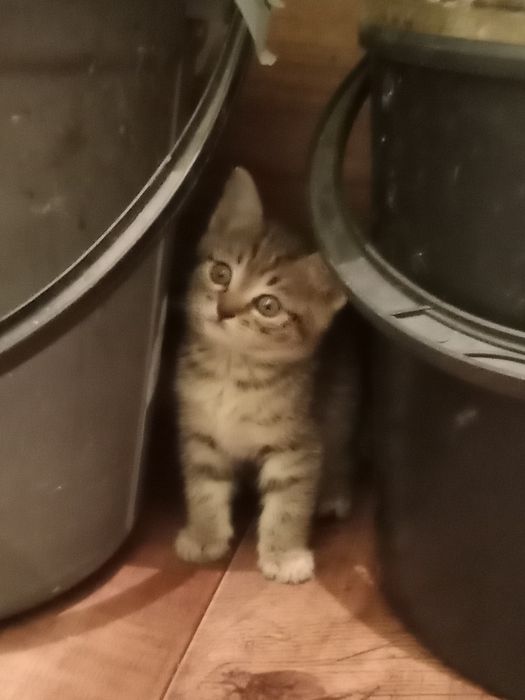 Отдам котят в добрые руки