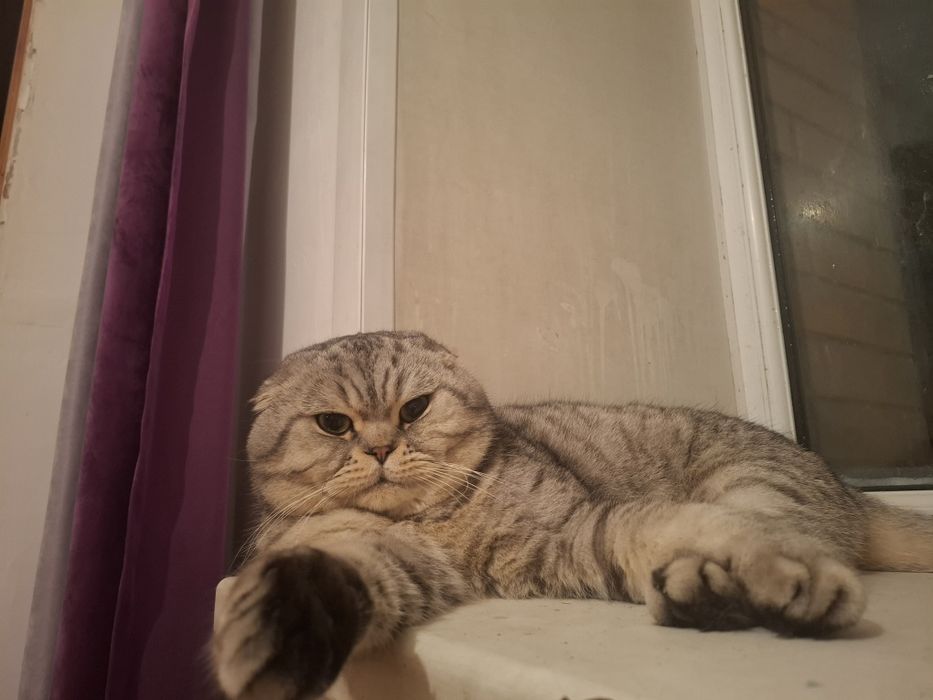 котик для случки