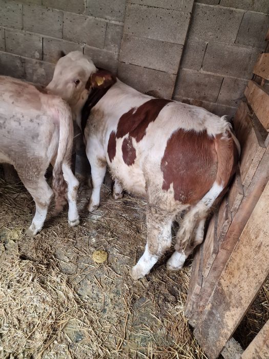Vând viței mari.