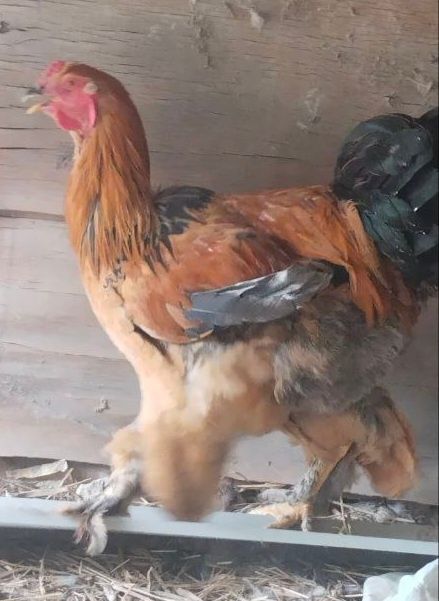 Брама жужалар сотилади гиган