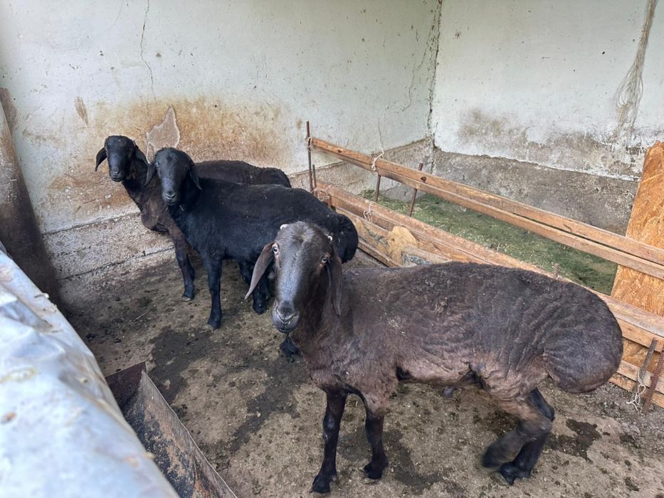 Бараны домашние продаются