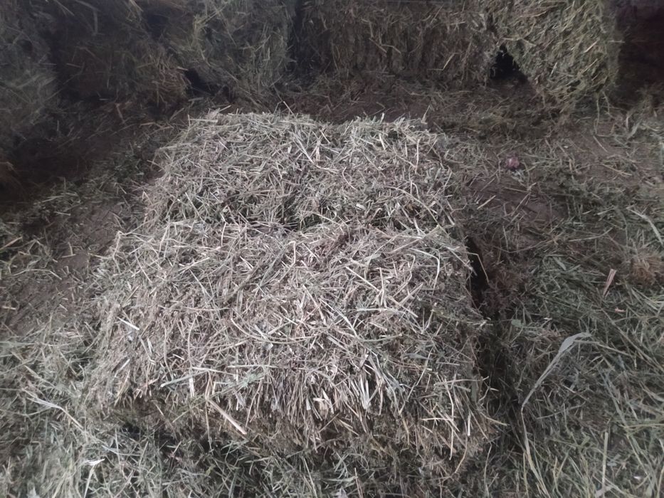 Клевер первый кос