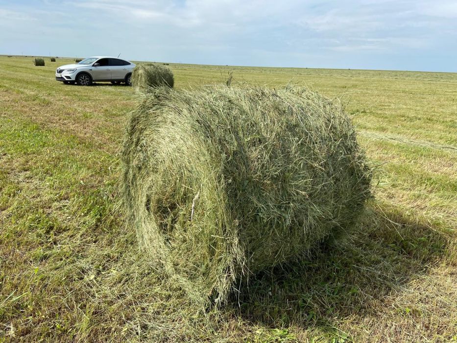 Сено луговое разнотравье