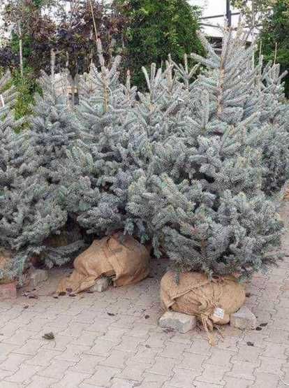 Gazon Rulou, Sisteme de irigare Plante Ornamentale