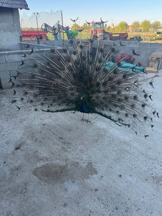 Vând mascul de paun în vârstă de 5 ani