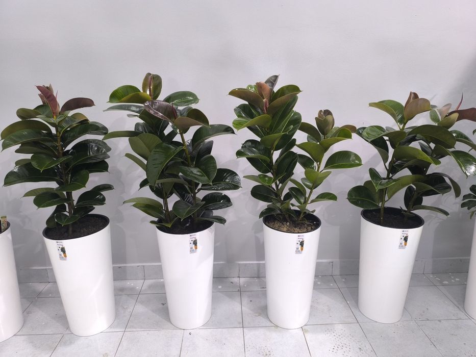 Офисные цветы  Хона гуллари