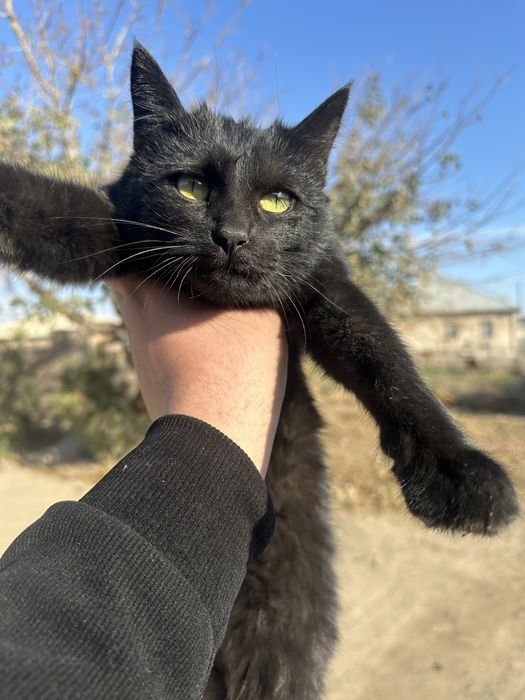 Ayollar jamoat transportida ovora