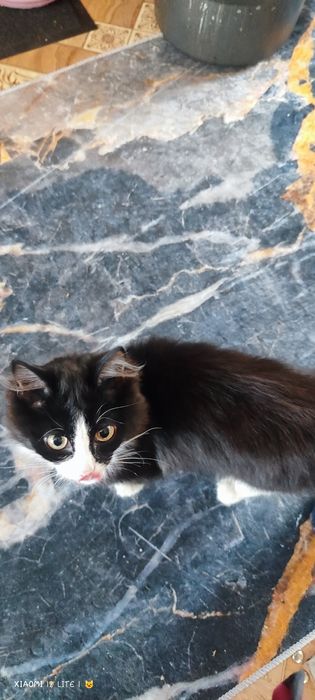 Котик в добрые руки