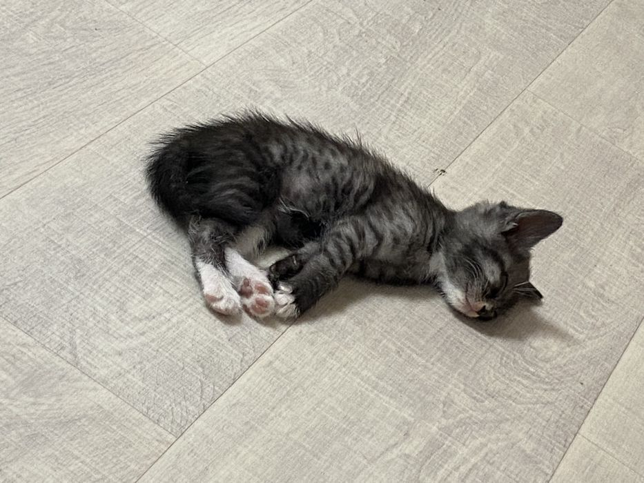 Котенок.Отдам в хорошие руки