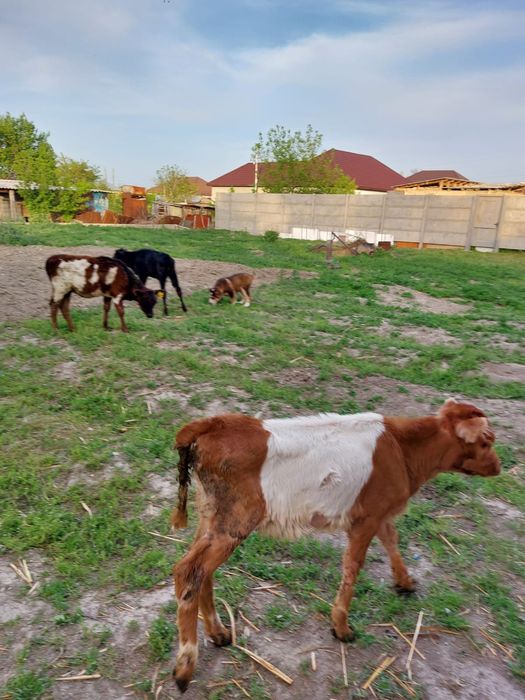 Теленки сена кушают