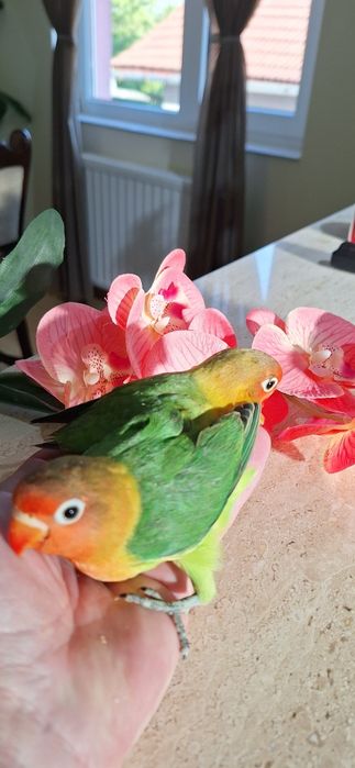 Papagali agapornis pui