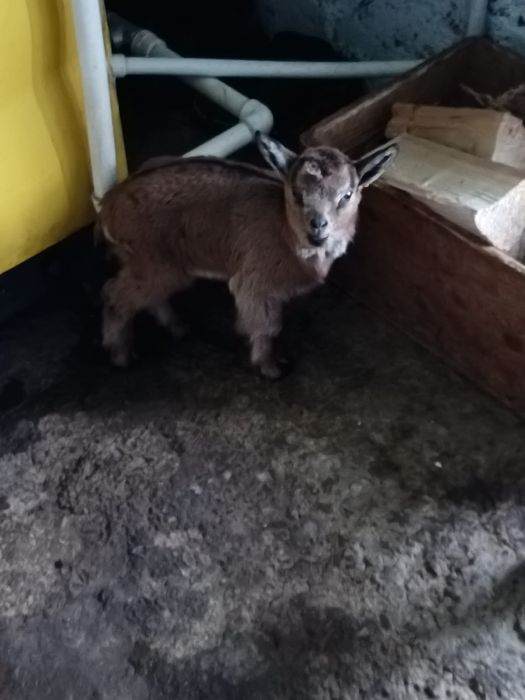 Vând o fetiță și un băiat, alpini francezi!