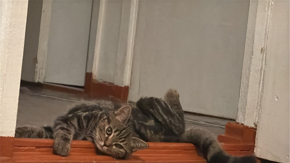 Кот ишет семью кастрированный