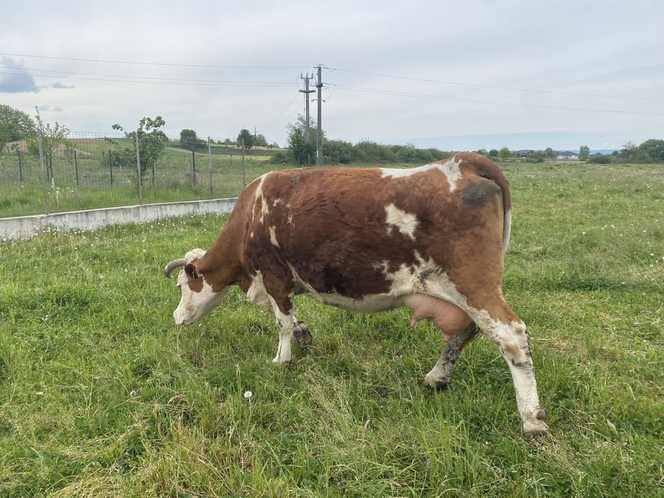 Vaca baltata romaneasca