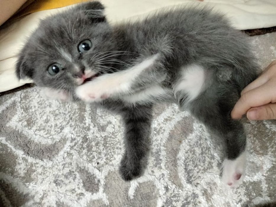 Котенок, марғау сатылады.