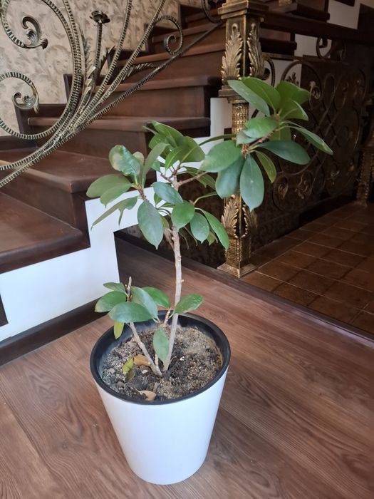 Yongʻoq soladigan fikus sotiladi