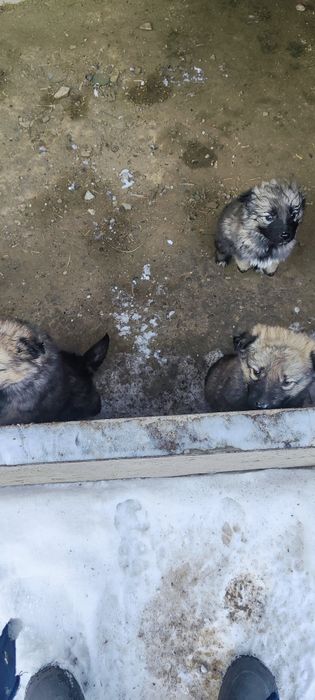 Щенки в хорошие руки