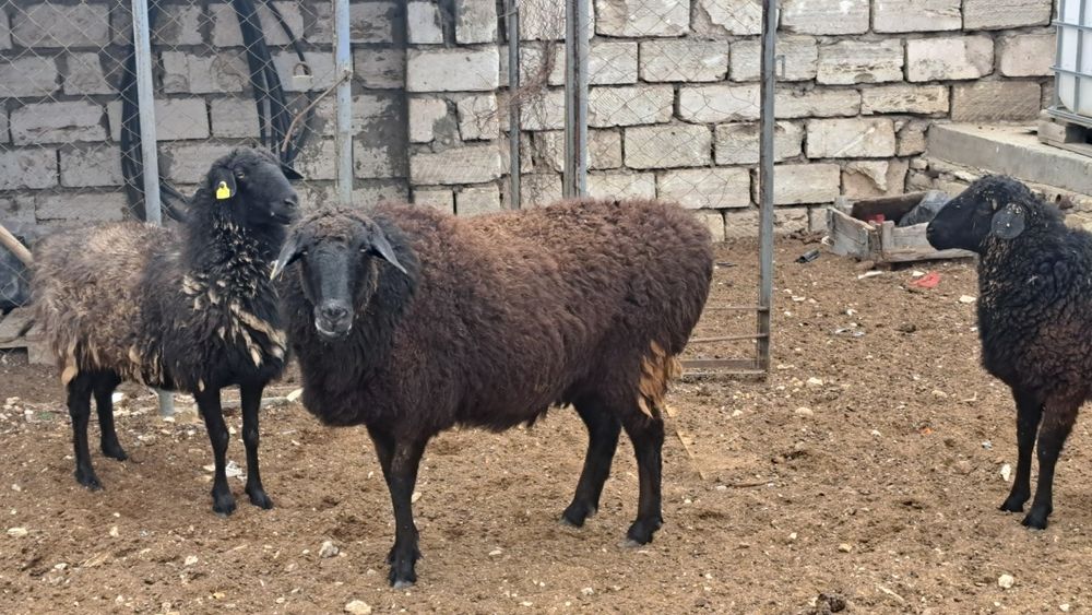 Ағартқыш порно Мацумото мен Ичиго