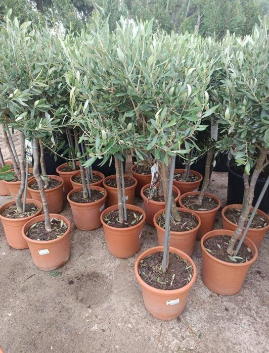 Маслини дръвчета 100 - 160 см