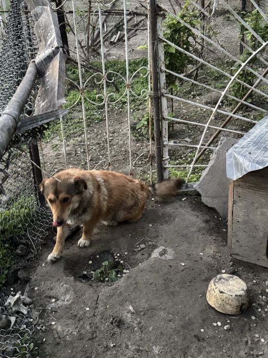 Отдам в хорошие руки