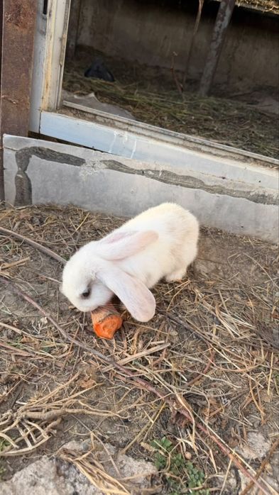 продам миленьких кроликов