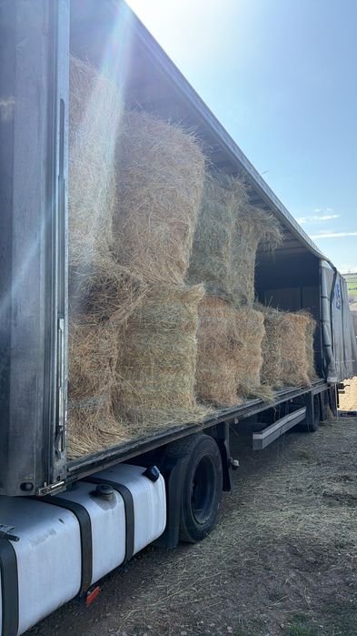 Baloti fan 500.Rotunzu 40.Fan or Lucerna.La TIR>RO.Kaki Dud Rodiu Me