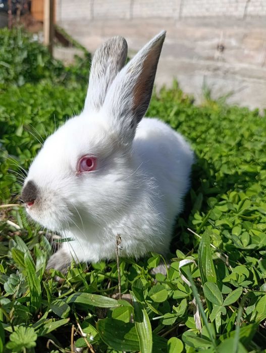 Кролики Калифорния