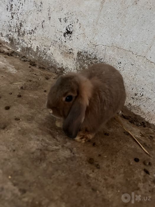 Mitti dekorativ quyonlar sotiladi