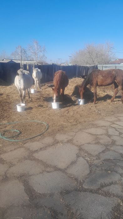 Продам 4 қабыл жерёбые