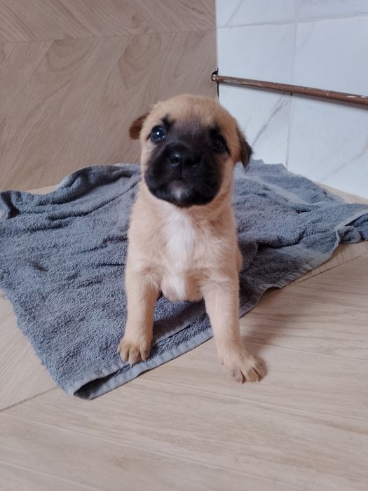 Adoption câtel....
