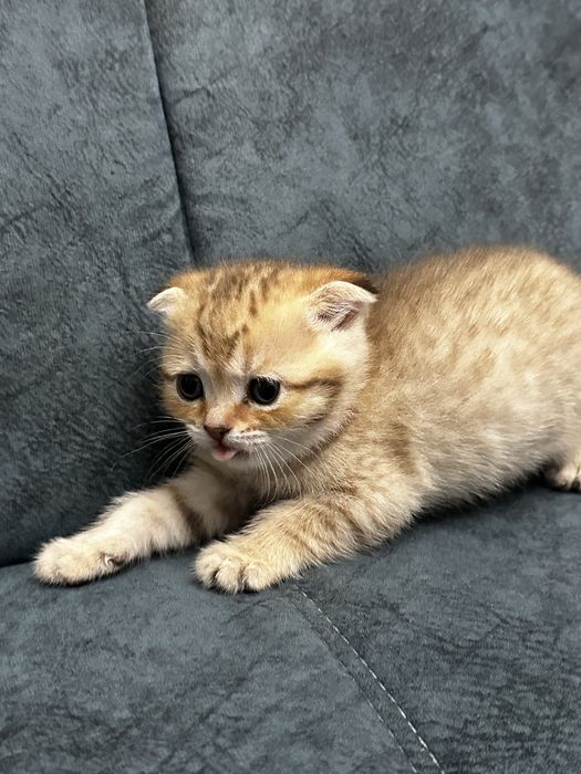 Котенок Шотландская Вислоухая