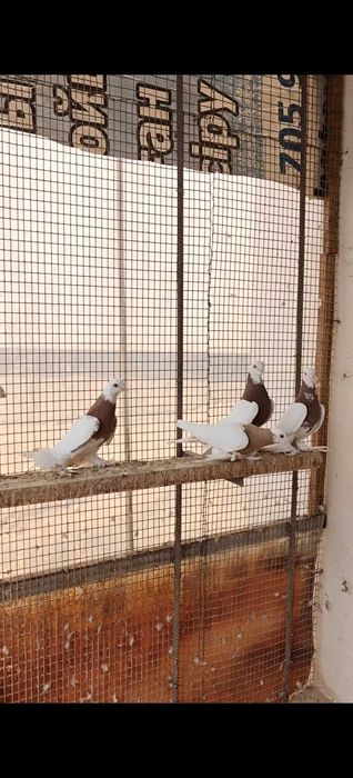 Продам голубей капканы