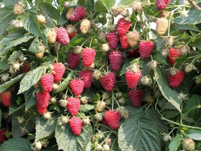 Продам саженцы малины сорт « Полана»