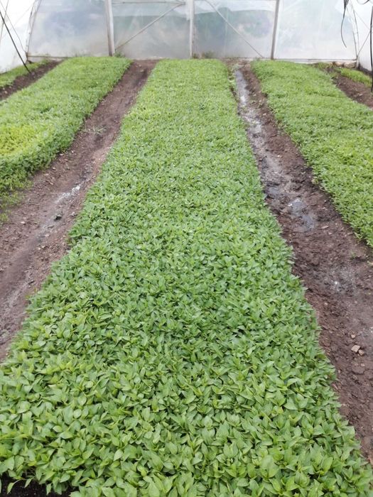 Разсад Пипер,Домати, Краставици и др.