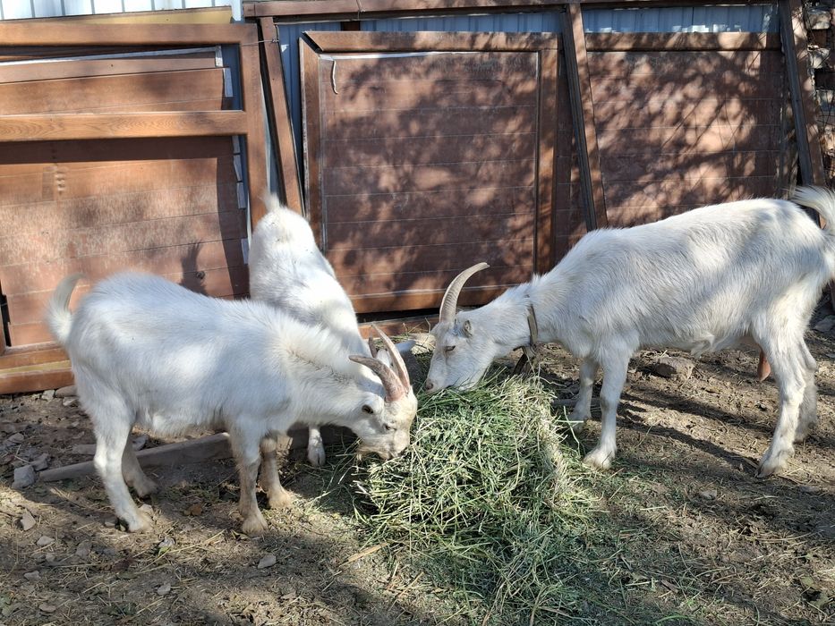 Козел Орыс Ешкі бар