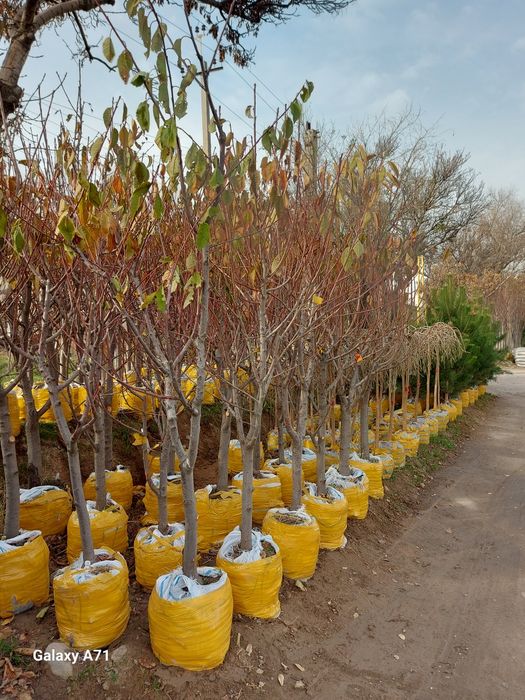 gelos olma kuchatlar bor yana boshqa mevalig kuchatlar xam bor