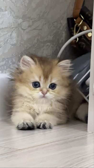 На продаже золотый шиншиллы