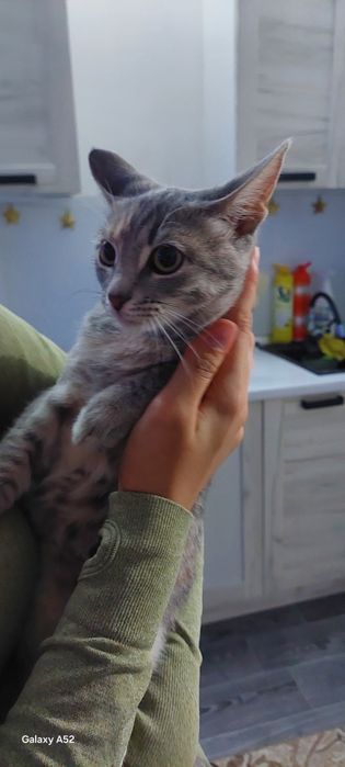 Отдам в добрые руки кошечку девочку