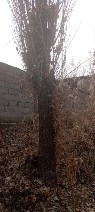 5 ta kotta ko'k  terak sotiladi