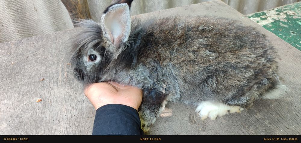 Кролики породы львиноголовые
