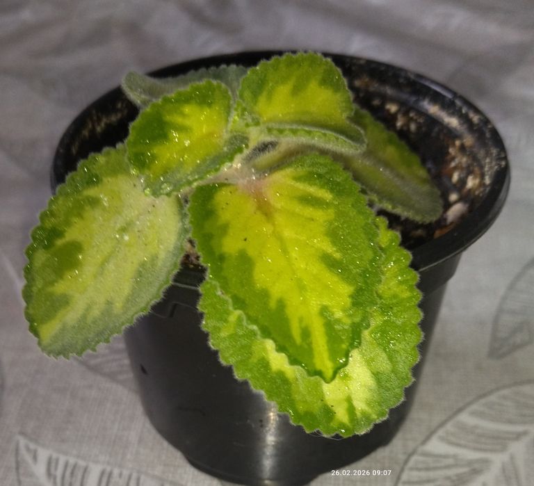 Комнатные растения