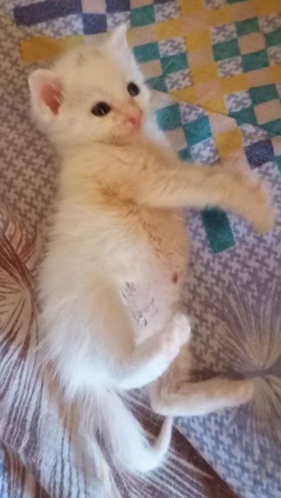 Котик отдаём в хорошие руки.Телеграмма нету