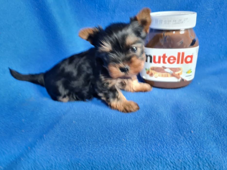 Продам щенков Йорка