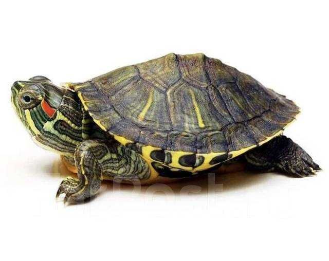 Красноухая черепаха (Trachemys scripta)