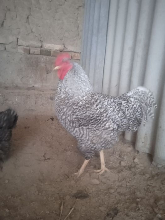 Amroks jojalari sotiladi 35 min 1 oyligi