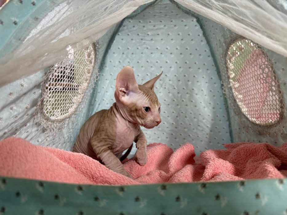 Продаю котят сфинксов