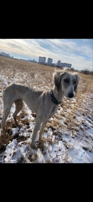 Тазы кушик 9 айлык